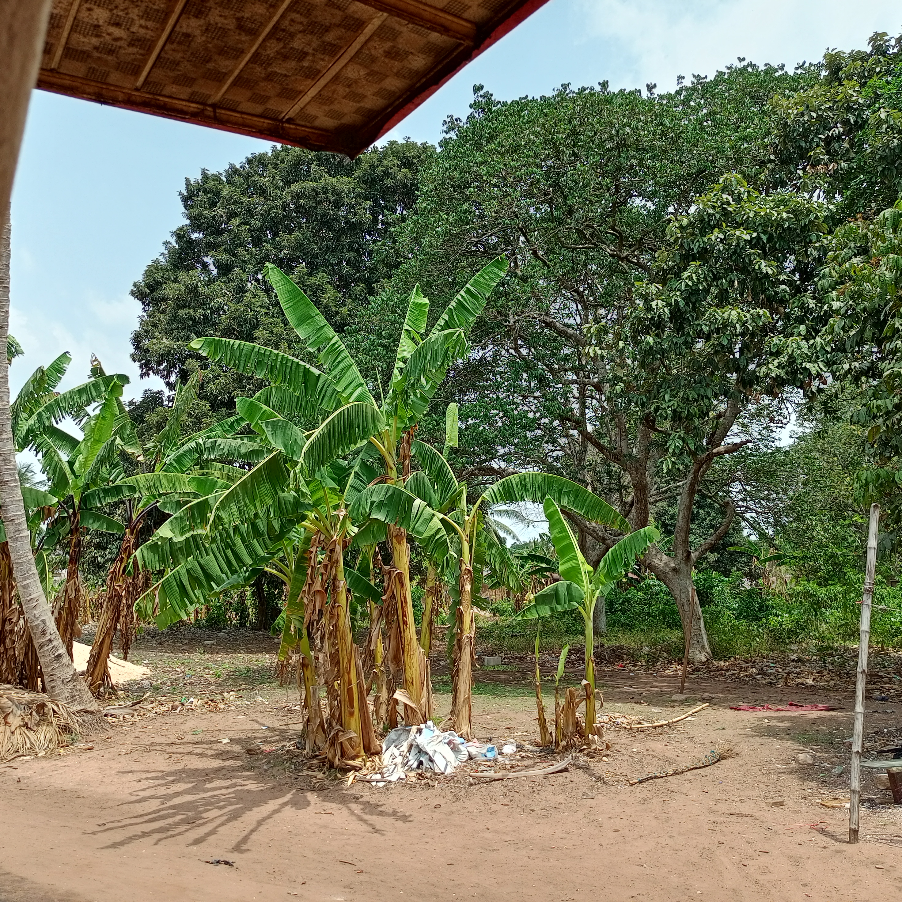 Tree planting exercise